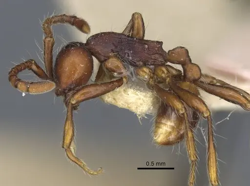 Dolichoderus thoracicus - CASENT0916862