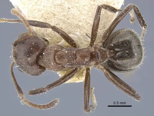 Dolichoderus thoracicus - CASENT0917093