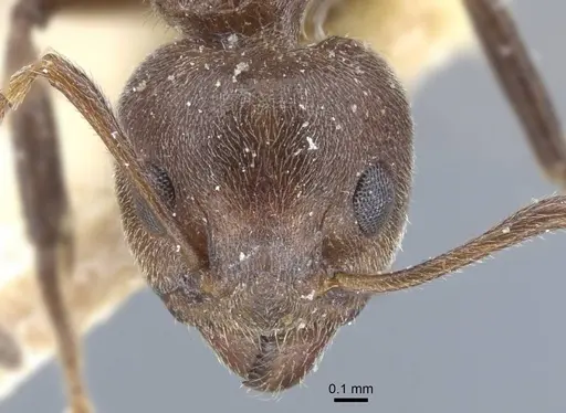 Dolichoderus thoracicus - CASENT0917093