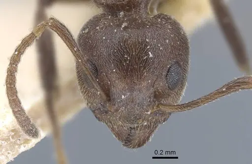 Dolichoderus thoracicus - CASENT0917093