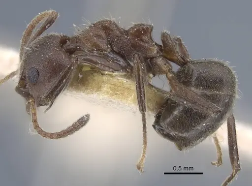 Dolichoderus thoracicus - CASENT0917093