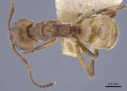 Dolichoderus thoracicus - CASENT0917094