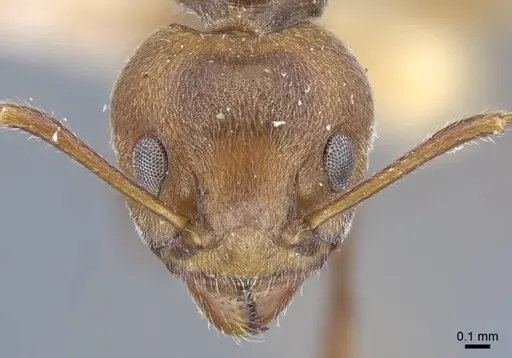 Dolichoderus thoracicus - CASENT0917094