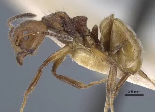 Dolichoderus thoracicus - CASENT0917094