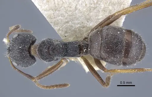 Dolichoderus thoracicus - CASENT0917095