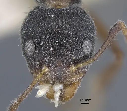 Dolichoderus thoracicus - CASENT0917095