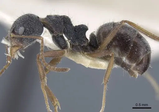 Dolichoderus thoracicus - CASENT0917095