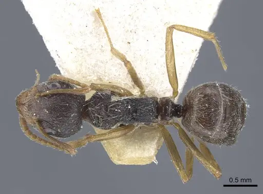 Dolichoderus thoracicus - CASENT0917096