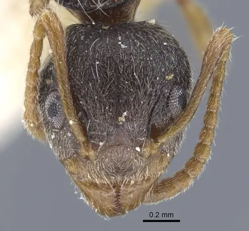 Dolichoderus thoracicus - CASENT0917096