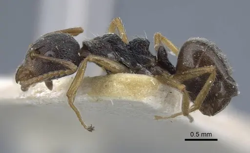 Dolichoderus thoracicus - CASENT0917096