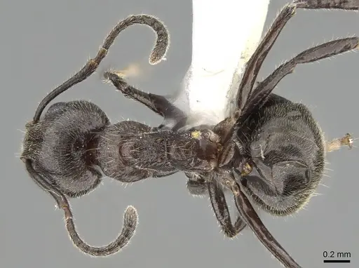 Dolichoderus thoracicus - CASENT0919856
