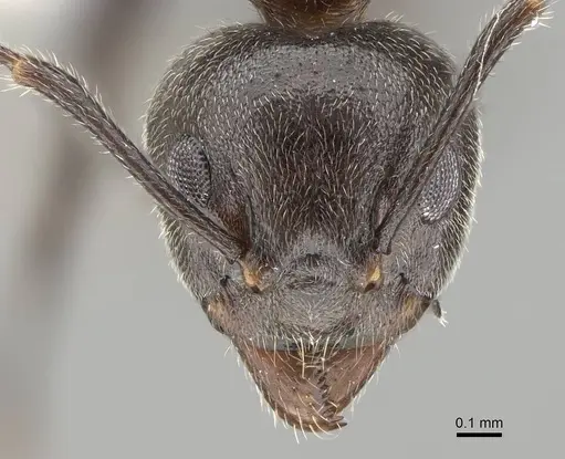 Dolichoderus thoracicus - CASENT0919856