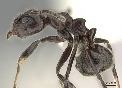 Dolichoderus thoracicus - CASENT0919856