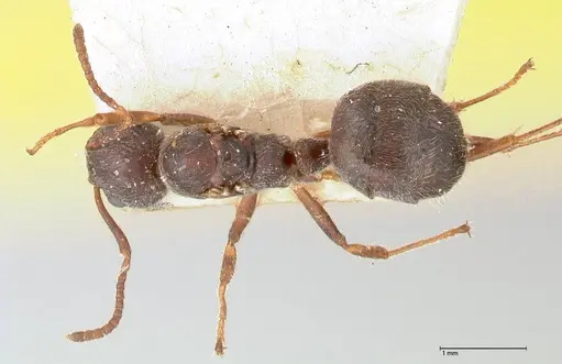 Dolichoderus thoracicus - FOCOL0528