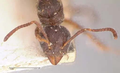 Dolichoderus thoracicus - FOCOL0528