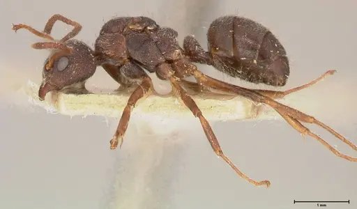 Dolichoderus thoracicus - FOCOL0528