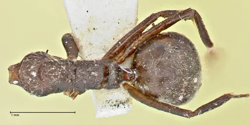 Dolichoderus thoracicus - FOCOL2773