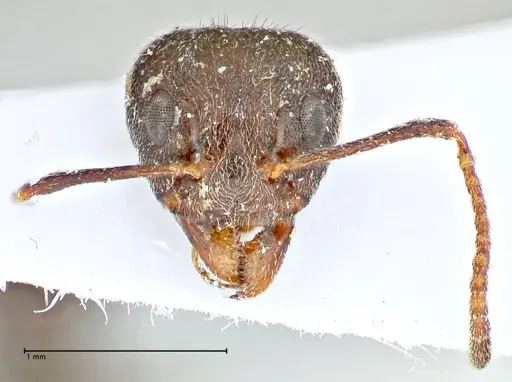 Dolichoderus thoracicus - FOCOL2773