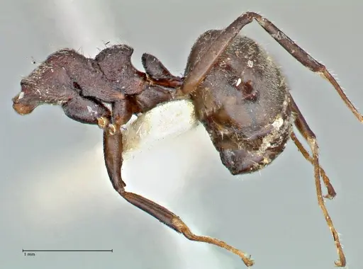 Dolichoderus thoracicus - FOCOL2773