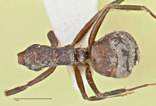 Dolichoderus thoracicus - FOCOL2774