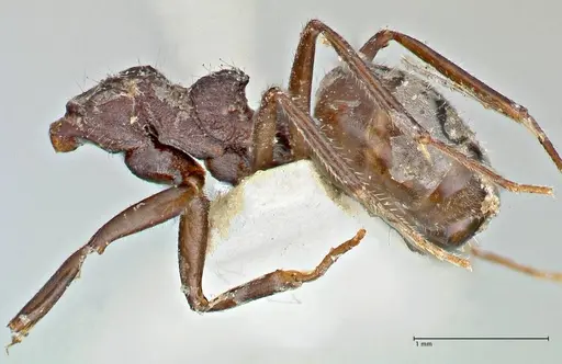 Dolichoderus thoracicus - FOCOL2774