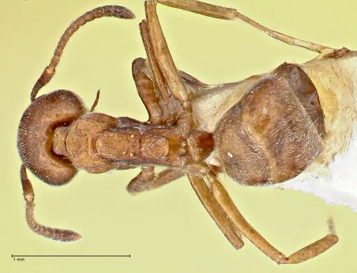 Dolichoderus thoracicus - FOCOL2775