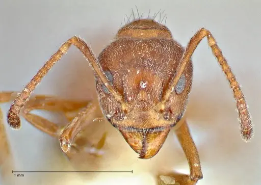 Dolichoderus thoracicus - FOCOL2775