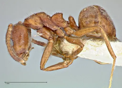 Dolichoderus thoracicus - FOCOL2775