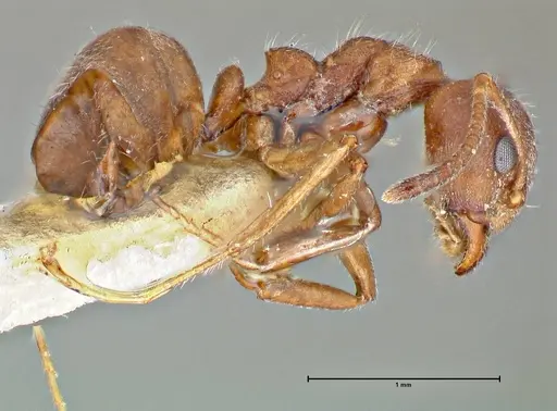 Dolichoderus thoracicus - FOCOL2775