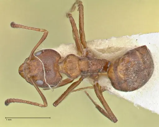 Dolichoderus thoracicus - FOCOL2776