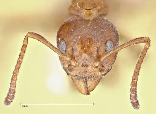 Dolichoderus thoracicus - FOCOL2776
