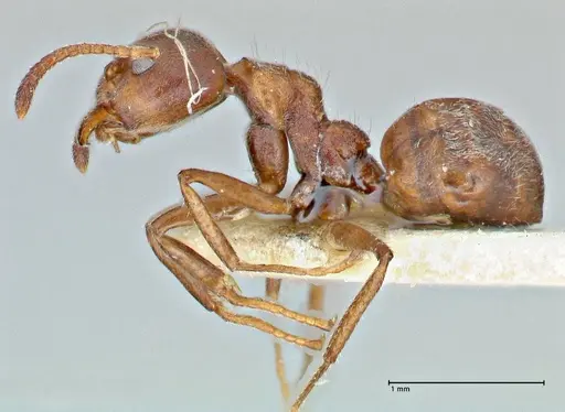Dolichoderus thoracicus - FOCOL2776
