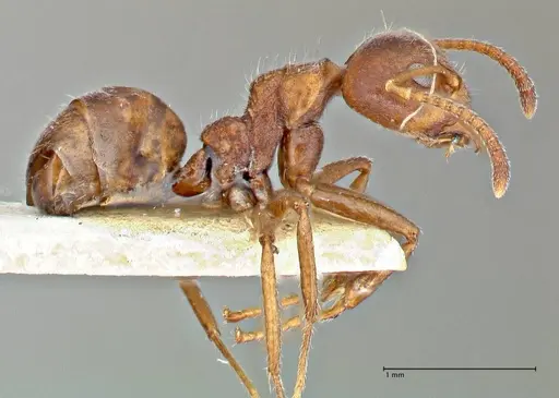 Dolichoderus thoracicus - FOCOL2776