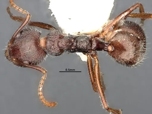 Dolichoderus thoracicus - SMFHYM0008920