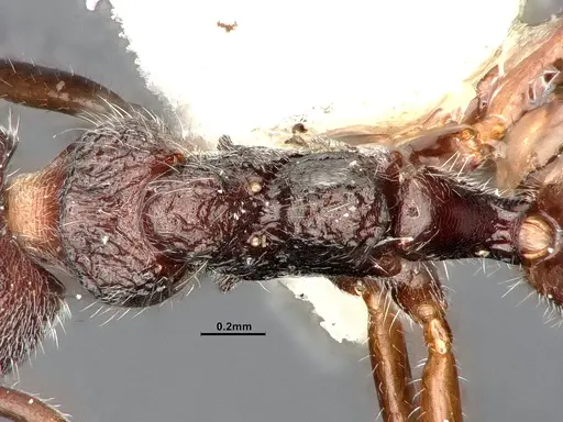 Dolichoderus thoracicus - SMFHYM0008920