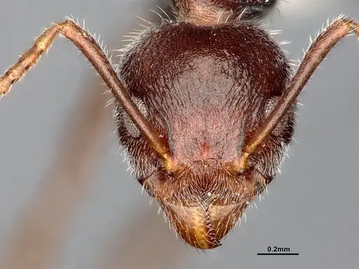 Dolichoderus thoracicus - SMFHYM0008920