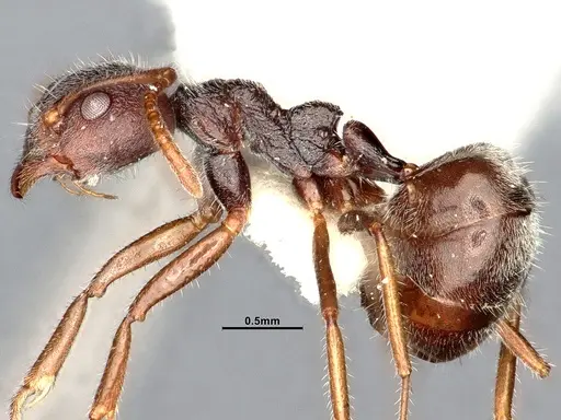 Dolichoderus thoracicus - SMFHYM0008920
