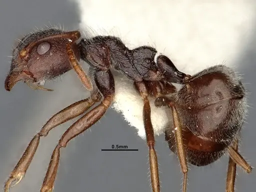 Dolichoderus thoracicus - SMFHYM0008920
