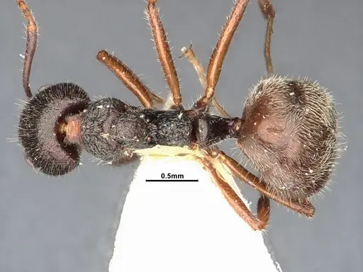 Dolichoderus thoracicus - SMFHYM0008924