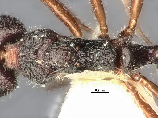 Dolichoderus thoracicus - SMFHYM0008924