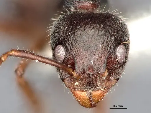 Dolichoderus thoracicus - SMFHYM0008924