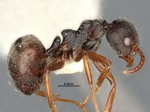 Dolichoderus thoracicus - SMFHYM0008924