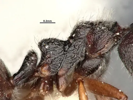 Dolichoderus thoracicus - SMFHYM0008924