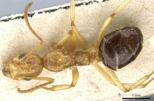 Dolichoderus tricolor specimen