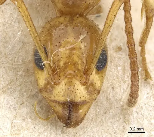 Dolichoderus tricolor specimen