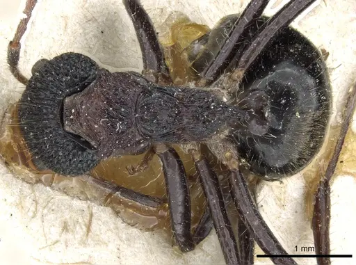 Dolichoderus tricornis specimen