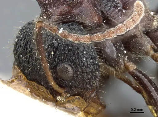 Dolichoderus tricornis specimen