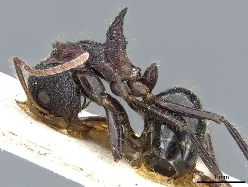 Dolichoderus tricornis specimen