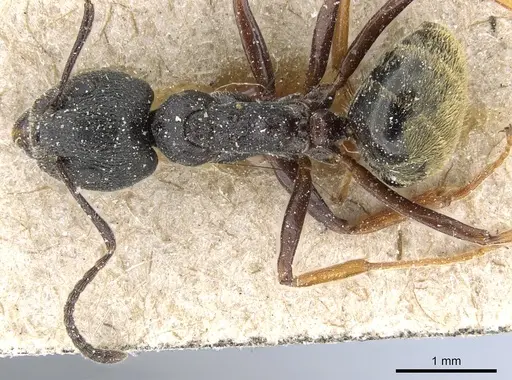 Dolichoderus tuberifer specimen