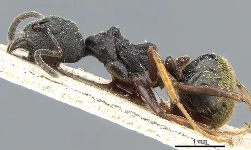 Dolichoderus tuberifer specimen